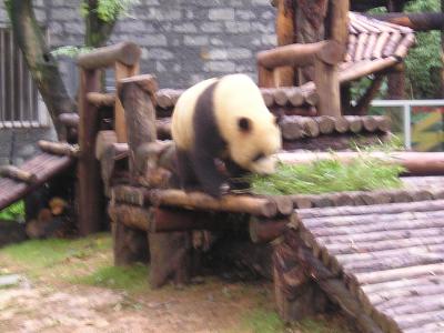 パンダ